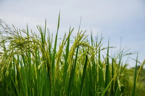 Rice fields in Thailand Stock Photos