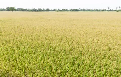 Rice fields at Thailand Stock Photos