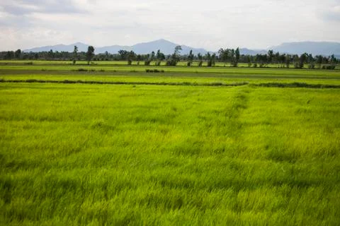 Rice fields in Thailand Stock Photos