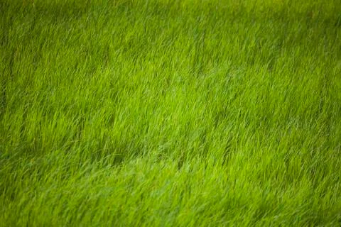 Rice fields in Thailand Stock Photos