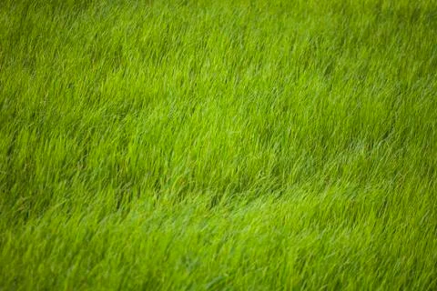 Rice fields in Thailand Stock Photos