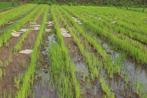 In the rice fields, there is an irregular pattern of square stones in rows .. 스톡 사진