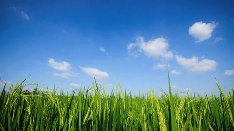 Rice fields time Lapse Stock Footage 123383945