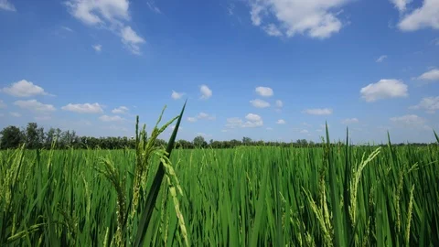 Rice fields time Lapse Stock Footage