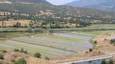 Rice fields top view weather cloudy Stock Footage 110735544