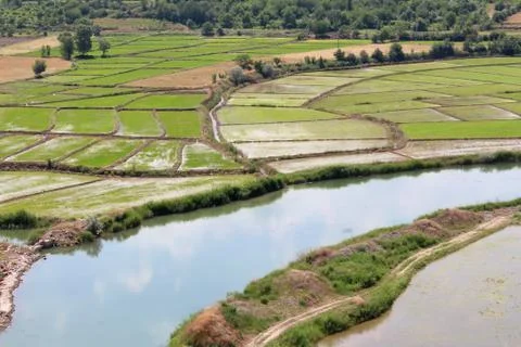 Rice fields top view weather cloudy Stock Photos