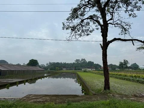 Rice fields with trees and ponds on the edge Stock Photos