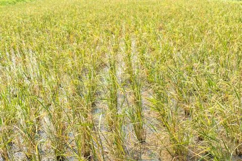 Rice fields in the tropic Stock Photos
