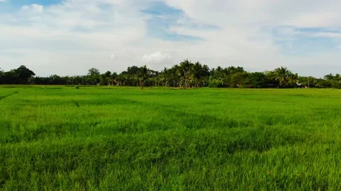 Rice Fields in the Tropics Stock Footage 144785583