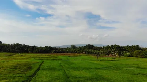 Rice Fields in the Tropics Stock Footage 144787591