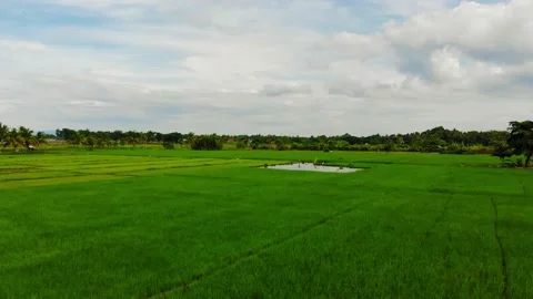 Rice Fields in the Tropics Stock Footage 144788168