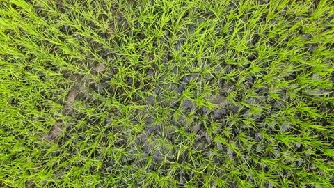 Rice Fields in the Tropics Stock Footage 144788271