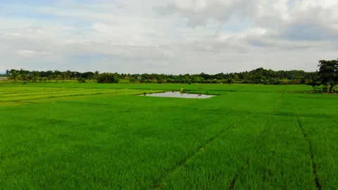 Rice Fields in the Tropics Stock Footage 144788481
