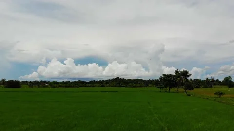Rice Fields in the Tropics Stock Footage 144788723