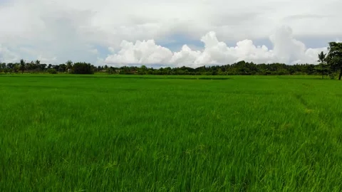 Rice Fields in the Tropics Stock Footage 144789359