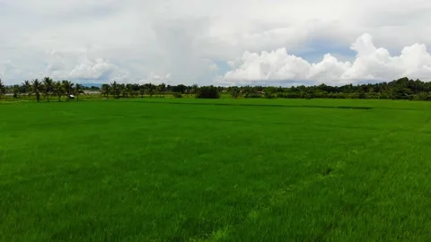 Rice Fields in the Tropics Stock Footage 144789432