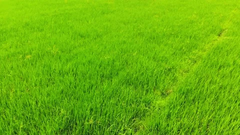 Rice Fields in the Tropics Stock Footage 144789513