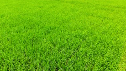 Rice Fields in the Tropics Stock Footage 144789579