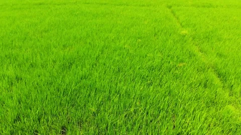 Rice Fields in the Tropics Stock Footage 144789699