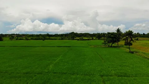 Rice Fields in the Tropics Stock Footage 144789888