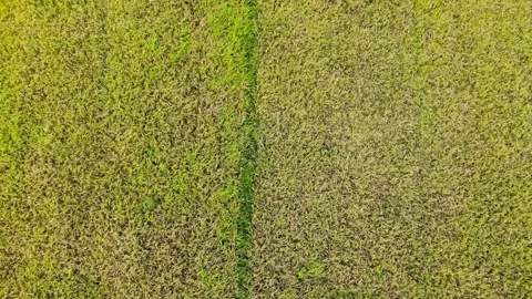 Rice Fields in the Tropics Stock Footage 144797271