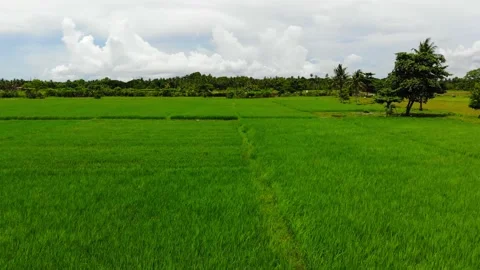 Rice Fields in the Tropics Stock Footage 144800801