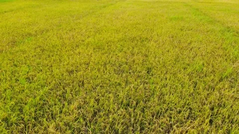 Rice Fields in the Tropics Stock Footage 144802366