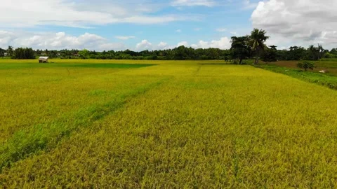 Rice Fields in the Tropics Stock Footage 144802603