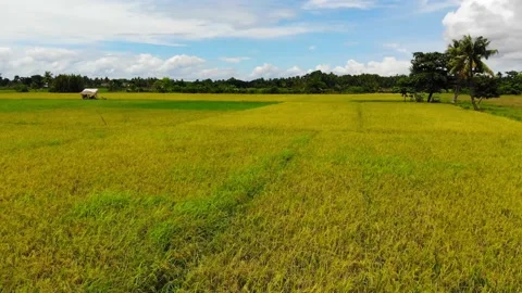 Rice Fields in the Tropics Stock Footage 144802796