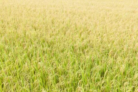 Rice fields in the tropics Stock Photos