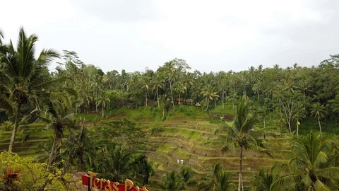 Rice fields in ubud bali raining Stock Footage 108059719