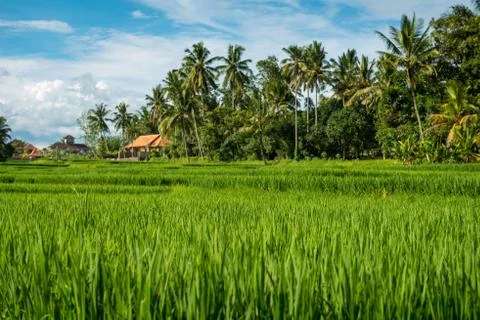 Rice fields in Ubud Stock Photos