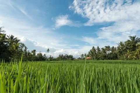 Rice fields in Ubud Stock Photos
