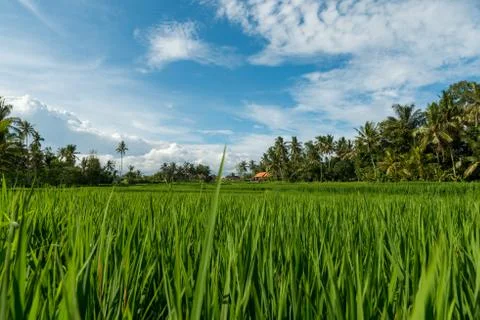 Rice fields in Ubud Stock Photos