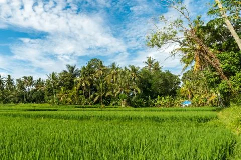 Rice fields in Ubud Stock Photos