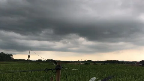 Rice fields under a cloudy sky Stock Footage 201315168