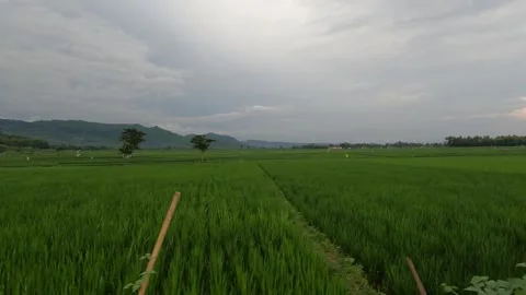 Rice Fields Under Dramatic Monsoon Clouds – Indonesia Stock-Footage 322177733