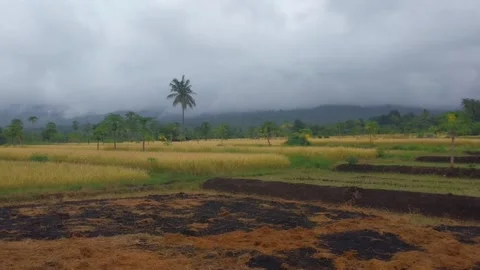 Rice fields under the foot of Mount Egon, Maumere, East Nusa Tenggara Stock Footage 239609229