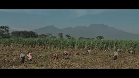 Rice fields under harvest with mountain views Stock Footage 291524953