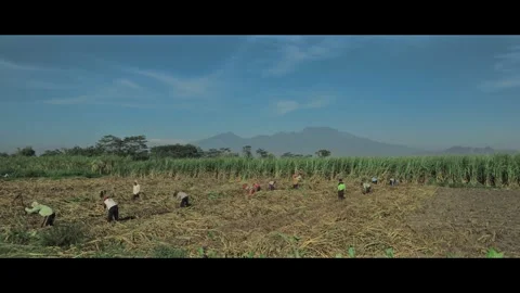 Rice fields under harvest with mountain views and clear skies Stock Footage 291524961