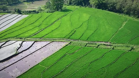 Rice fields under the mountain Stock Footage 291487540
