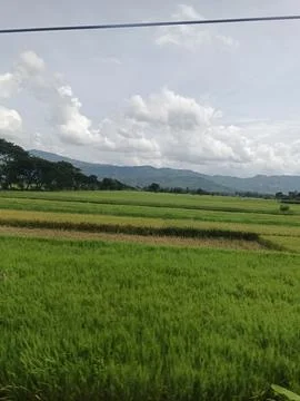 Rice Fields Under Small Hill Stock Photos