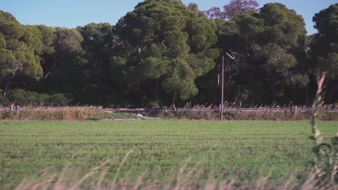 Rice fields in Valencia by the road Stock Footage 266719712