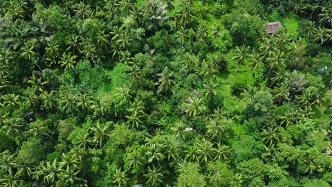 Rice fields in valley surrounded by forested mountains in rural Asia Stock Footage 107324195