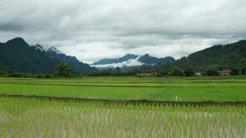 Rice fields in Vang Vieng Stock Footage 147904537