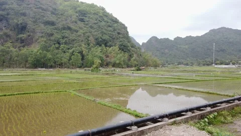 Rice fields in Vietnam, Cat Ba Island, panoramic shot Stock Footage 147487160