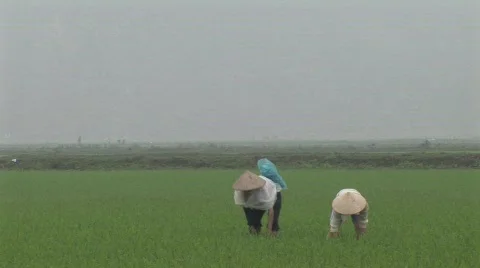 Rice fields in Vietnam Stock Footage 468561