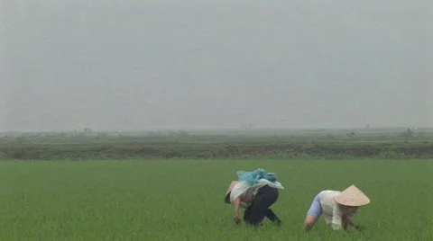 Rice fields in Vietnam Stock Footage 469127