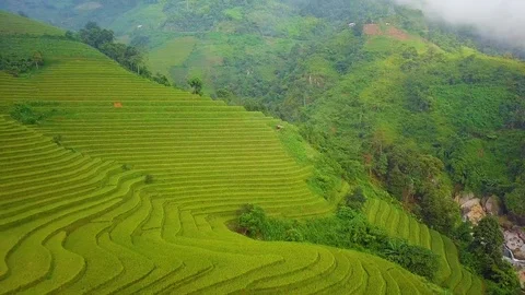 Rice fields in Vietnam Stock Footage 94615305