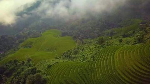 Rice fields in Vietnam Stock Footage 94615366